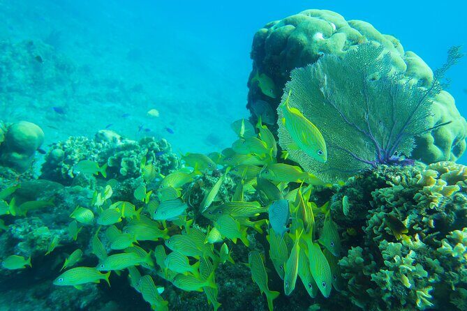 Cozumel Reef Snorkeling Tour - Crew and small-group attention: where the day improves