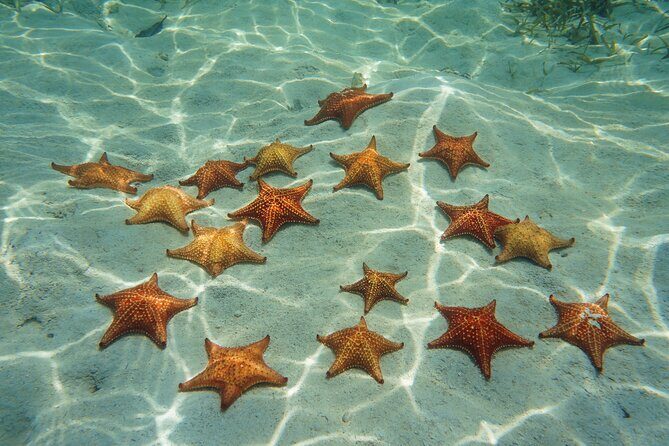 Cozumel Reef Snorkeling Tour - Who should book this Cozumel reef snorkeling tour