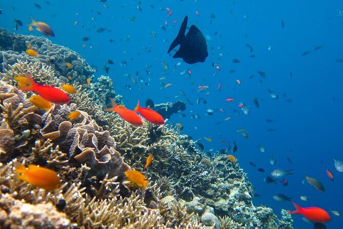 Cozumel Reef Snorkeling Tour - The reef lineup: what you’ll see at each snorkeling stop