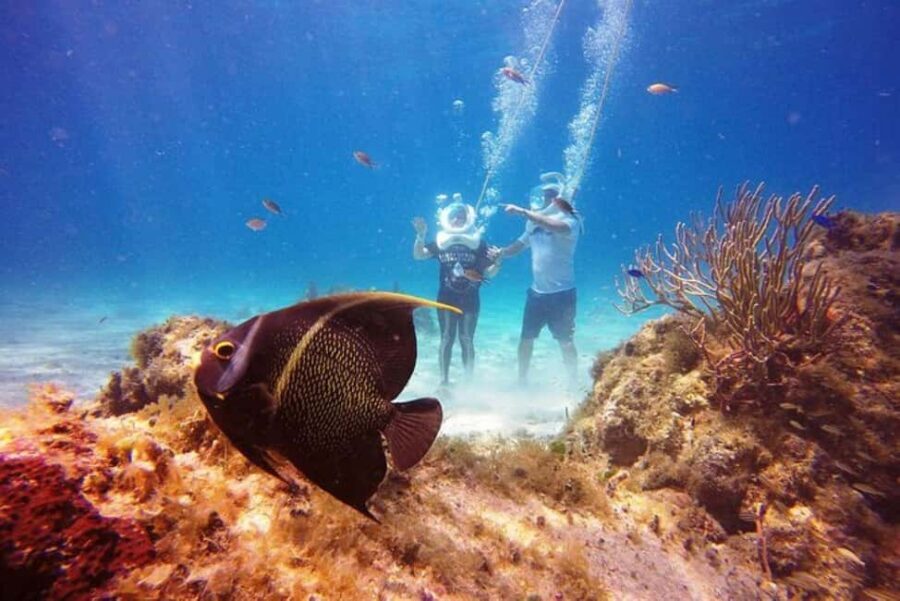 Cozumel: Sea Trek Adventure at Chankanaab National Park - What you’ll see: coral structure, colorful fish, and calm reef time