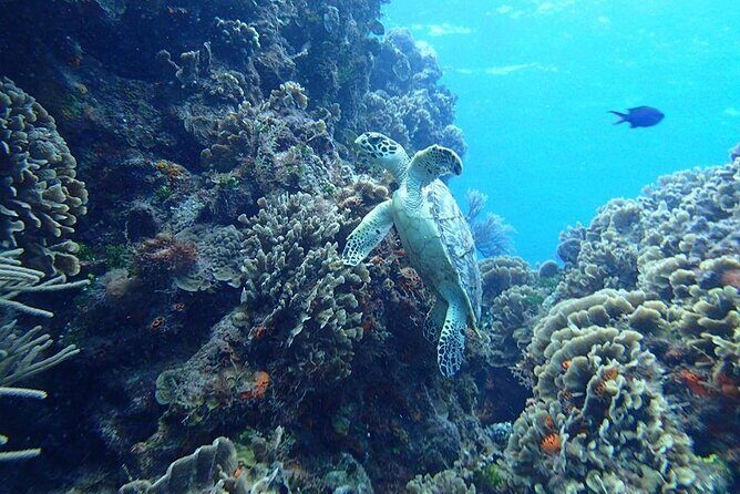 Cozumel Snorkel at El Cielo & 2 Reefs! Transportation from Tulum - Getting There: 7:00 am Meet-Up and About 5 Hours of Transit