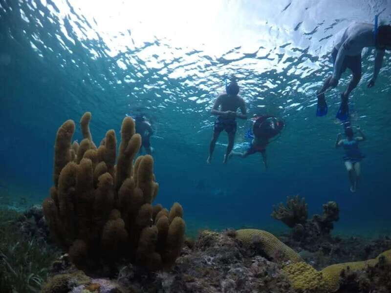 Cozumel: snorkeling on reefs + visit to "El Cielo" - Who should book this tour (and who should skip it)