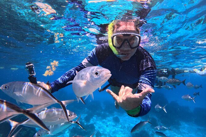 Cozumel Snorkeling Reef Experience with Ceviche and Beers - Key points worth your attention
