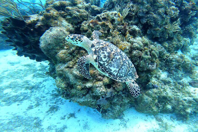 Cozumel Snorkeling Reef Experience with Ceviche and Beers - Playa El Cielo starfish shallows, plus the no-sunscreen rule