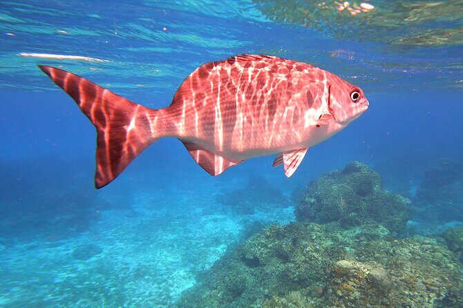 Cozumel Snorkeling Reef Experience with Ceviche and Beers - Price and value check at $129 per person