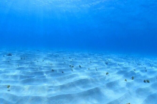 Cozumel Snorkeling Reef Experience with Ceviche and Beers - Columbia Reef: your first look at Cozumel’s coral world