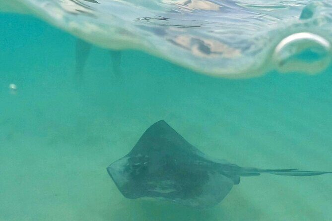 Cozumel: Snorkeling to El Cielo & Cielito with drinks & Snack - Meeting at Aqua Safari Pier: the logistics that affect your day