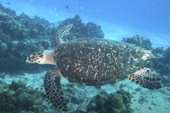 Cozumel snorkeling tour: Palancar, Columbia and El Cielo reefs - Why Palancar, Columbia, and El Cielo make sense in one 4-hour plan