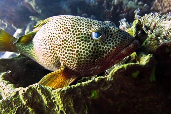 Cozumel snorkeling tour: Palancar, Columbia and El Cielo reefs - Stop 3: Columbia Reef for color, coral, and heavy fish life