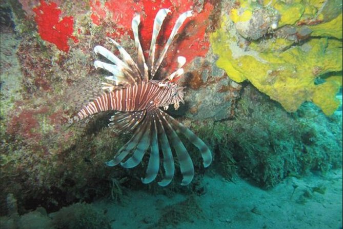 Cozumel snorkeling tour: Palancar, Columbia and El Cielo reefs - Price and logistics: what you pay for, and what costs extra