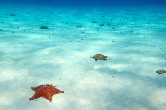 Cozumel Snorkeling Tour to Palancar Reef and El Cielo - Logistics That Make a Difference: Staying Together and Waiting on Board