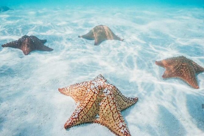 Cozumel Snorkeling Tour to Palancar Reef and El Cielo - Price and Value: What $71.65 Buys You (and What It Doesn’t)