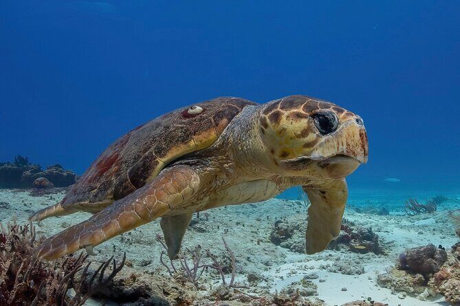 Cozumel underwater 2 Tank Dive by boat - Key things to know before you go