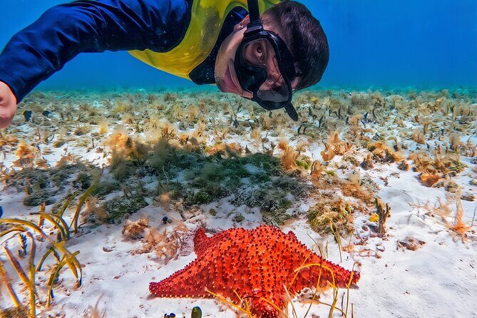 Cozumel's Reefs in El Cielo, Palancar and Columbia Guided Tour - Key Highlights You’ll Actually Care About