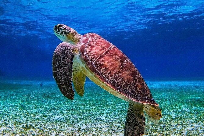 Cozumel's Reefs in El Cielo, Palancar and Columbia Guided Tour - Gear Rules and What to Bring to Snorkel Comfortably