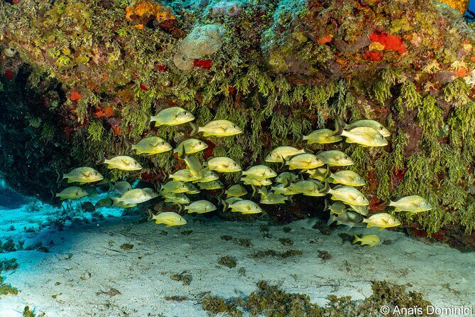 Discover Scuba Diving at Cozumel Marine Park - What you’ll likely see: eagle rays, corals, sponges, and reef fish