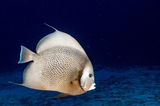 Discover Scuba Diving at Cozumel Marine Park - Price and value: is $160 a fair deal?