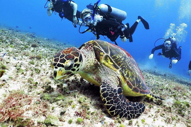 Discover Scuba Diving Course in Playa del Carmen with Two Coral Reef Dives - Meeting point and how to arrive without stress