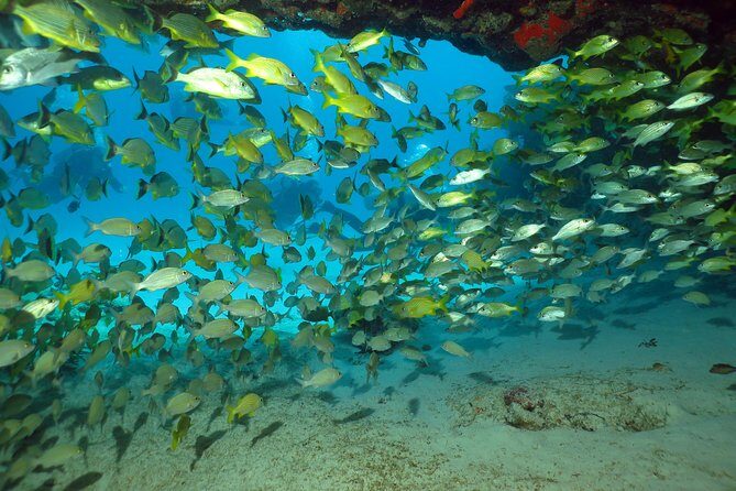Discover Scuba Diving Course in Playa del Carmen with Two Coral Reef Dives - Small group size: why max 8 travelers makes a difference