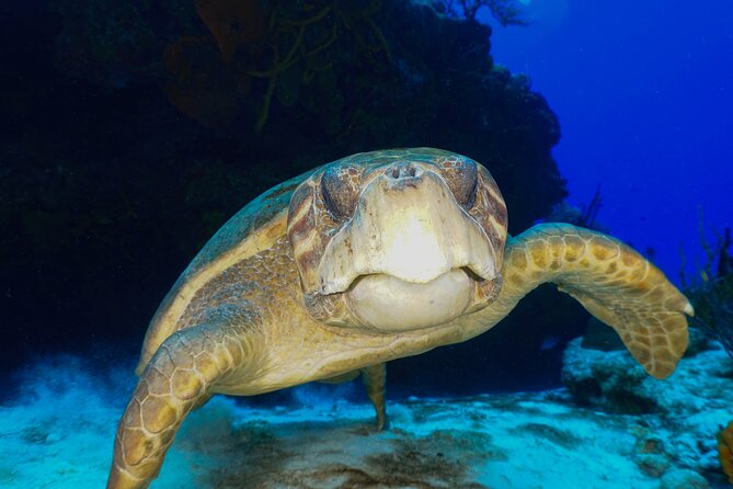 Discover Scuba Diving in Cozumel - Gear and safety briefing: where most of the value hides