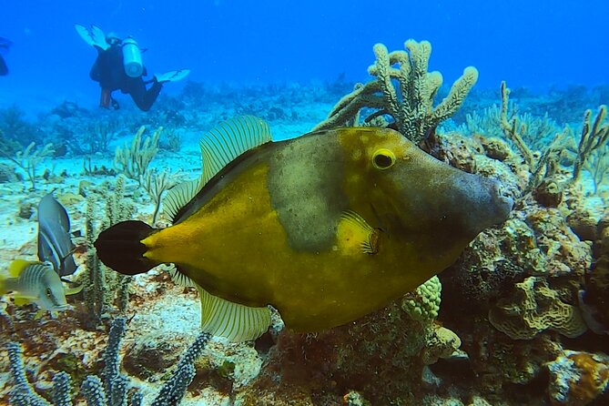 Discover Scuba Diving in Cozumel - Price and value: is $105 a good deal?