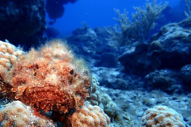 Discover Scuba Diving in Cozumel - Comfort tips that make the day easier