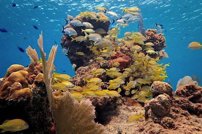 Discover Scuba Diving in Cozumel Paradise Reef - A beginner-friendly scuba day at Cozumel’s Paradise Reef