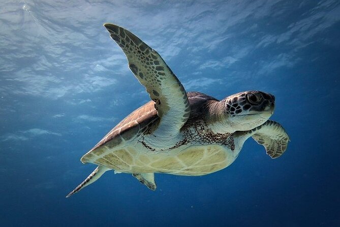 Discover Scuba Diving in Cozumel Paradise Reef - Who should book it, and who should reconsider