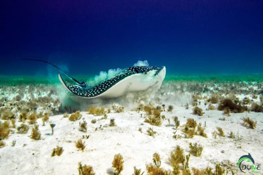 Discover Scuba Diving in Playa del Carmen - 2 dives - Boat time, timing, and why the day feels manageable