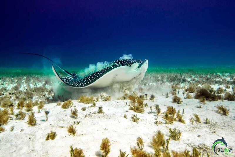Discover Scuba Diving in Playa del Carmen - 2 dives - Finding the meeting point without stress