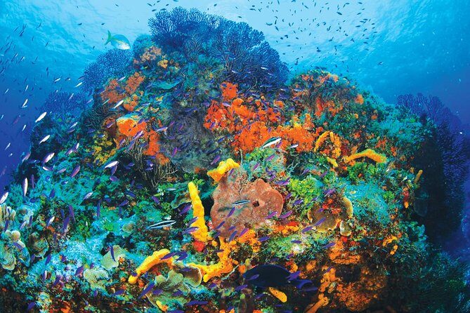 Discover Scuba Diving - One Tank at Coral Reef - Where the experience starts: Marina El Cid in Puerto Morelos