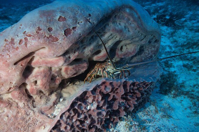 Discover Scuba Diving PADI in Playa del Carmen including underwater video - Pool Practice: Building Comfort Before Open Water