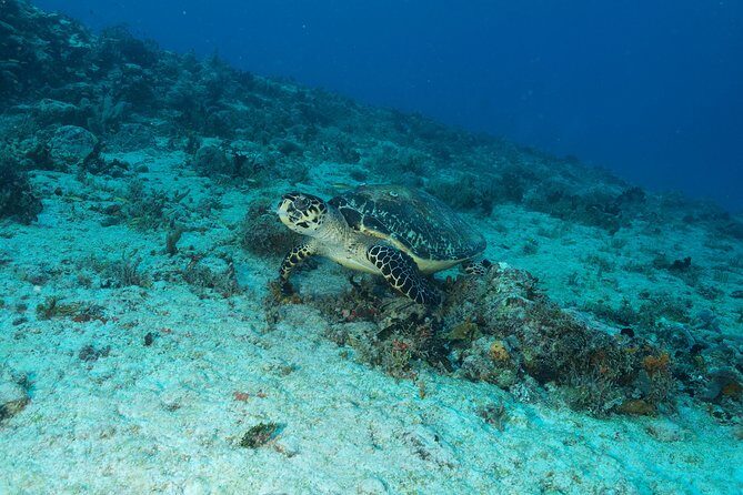 Discover Scuba Diving PADI in Playa del Carmen including underwater video - Two Ocean Sessions: What You’re Likely to See