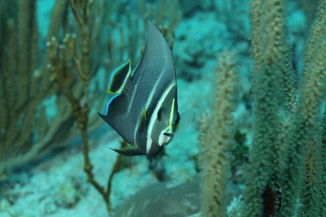 Discover Scuba Diving PADI in Playa del Carmen including underwater video - Underwater Video: A Bonus That Makes the Day Feel Complete