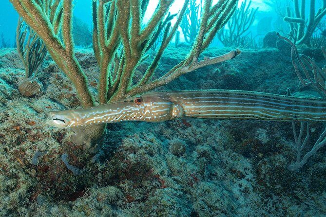 Discover Scuba Diving PADI in Playa del Carmen including underwater video - Price and Value: What $200 Is Paying For
