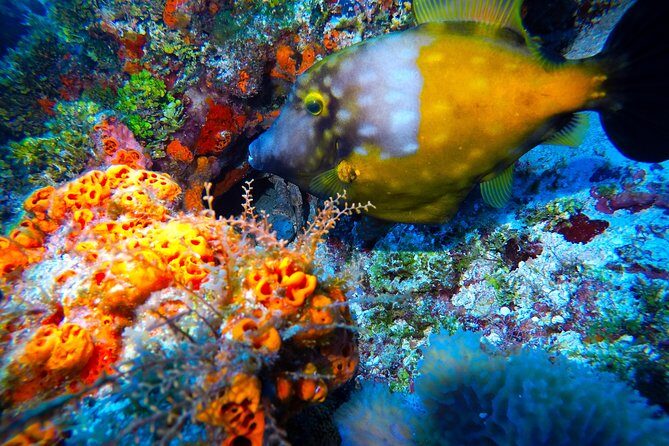 Discover Scuba Diving PADI in Playa del Carmen including underwater video - Getting There Smoothly: Pickup From Playa del Carmen and Riviera Maya