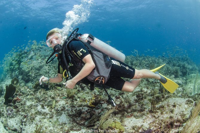 Discover scuba ,MUSA and Manchones reef dive without license - Price and extra fees: getting the real value for $201.95
