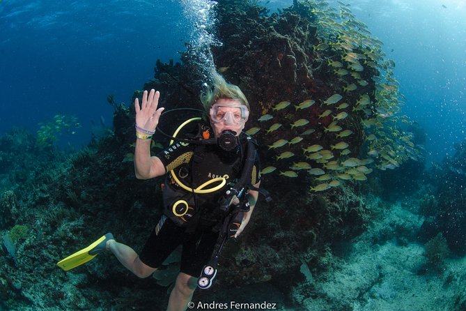 Discover scuba ,MUSA and Manchones reef dive without license - Who this experience is best for