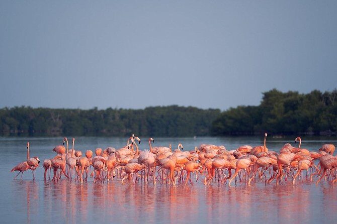 Discover the FABULOUS PINK WATERS at the Caribean (Las Coloradas+Río Lagartos) - Why Las Coloradas looks pink (and when it won’t)