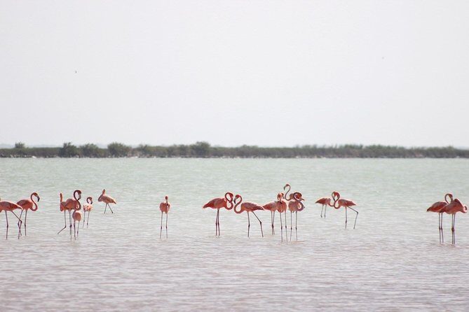 Discover the FABULOUS PINK WATERS at the Caribean (Las Coloradas+Río Lagartos) - Cancun logistics: the 7:00 am start and the long road factor