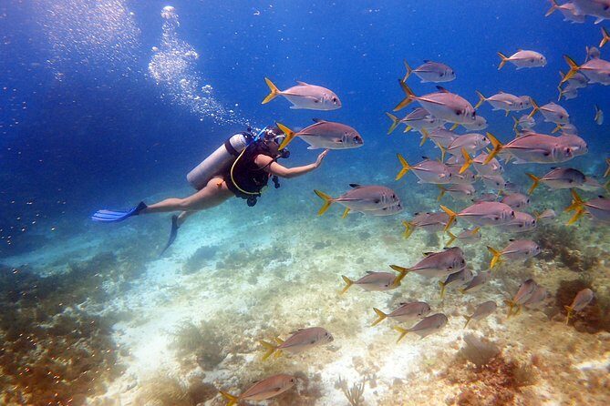 Diving in Cancun for Certified Divers | 2 Dives | All Inclusive - Key Highlights Worth Noting