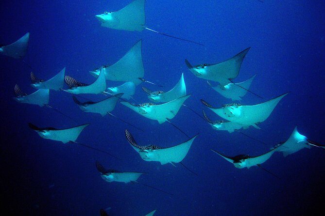 Diving in Cancun for Certified Divers | 2 Dives | All Inclusive - Boats, Gear, and the Small-Group Feel