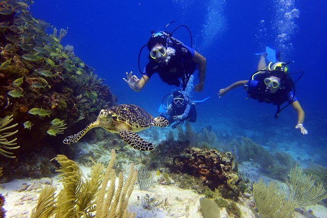 Diving in Cancun for Certified Divers | 2 Dives | All Inclusive - Gear, Wetsuits, and Comfort Prep That Prevents Hassle