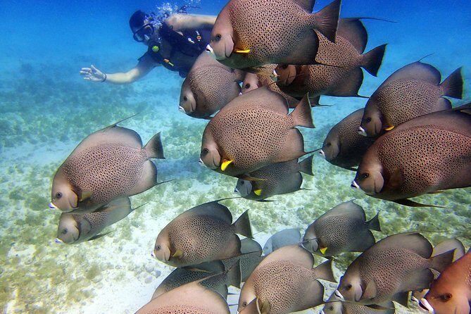 Diving in Cancun for Certified Divers | 2 Dives | All Inclusive - What Could Go Wrong: Timing Shifts and Depth Expectations