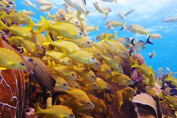 Diving in Cancun Underwater Museum of Art - MUSA Etiquette: How to Enjoy It Without Causing Damage