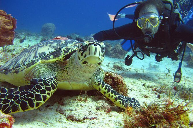 Diving + Muse - Isla Mujeres for Reef Life: A Good Second Act (Not a Full Day)