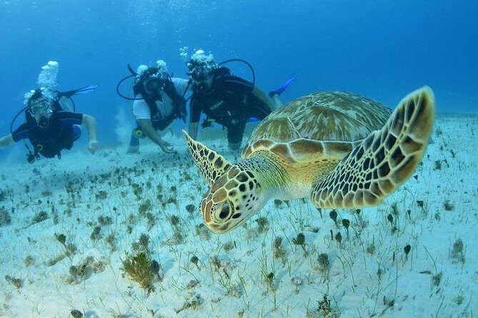 Diving + Muse - Should You Book This Cancun Scuba + Museum Tour?