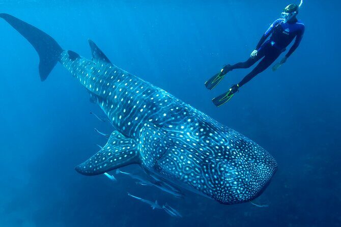 Eco Whale Shark Encounter - Key highlights worth knowing