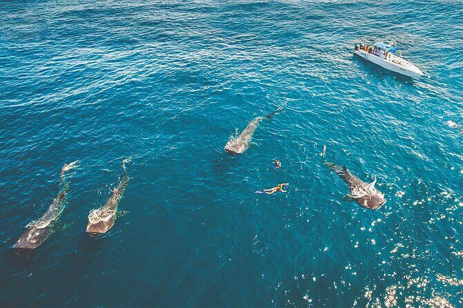 Eco Whale Shark Encounter - Big fish day trips: the Cancun-to-Isla Contoy game plan