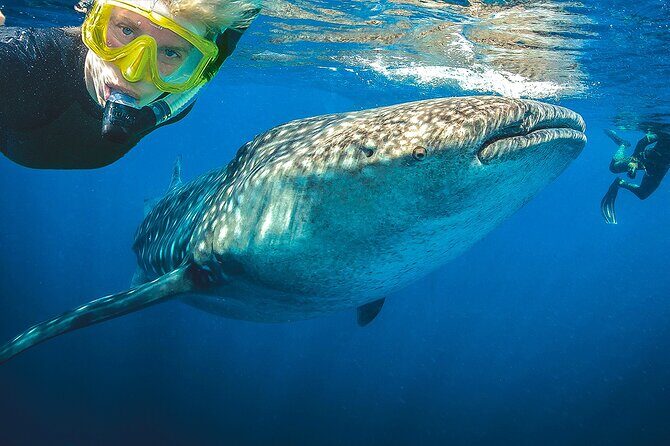 Eco Whale Shark Encounter - Whale shark encounters near Isla Contoy: what the “2 to 3 swims” feels like